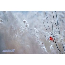 Fototapetas  Paukščiukas sniego audroje,  400x270 cm 